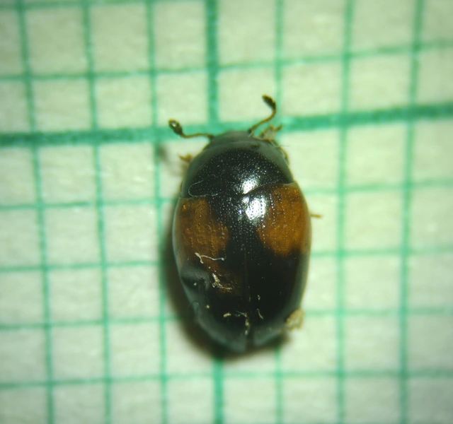 Tritoma bipustulata - feketenyakú tarbogár
