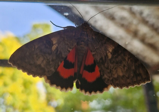 Catocala nupta - piros övesbagoly
