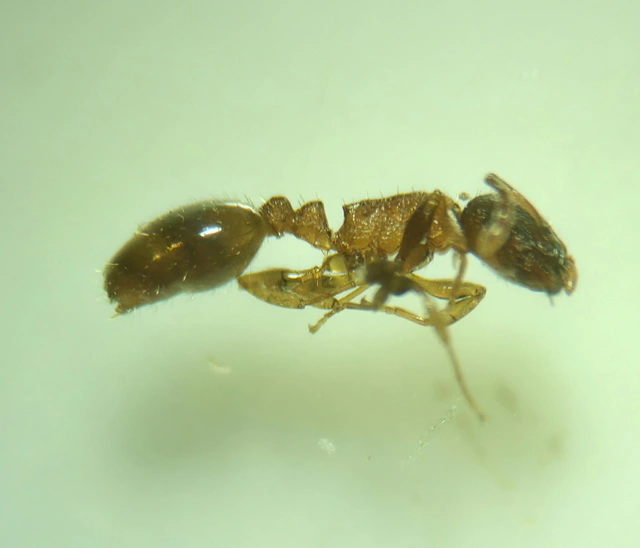 Temnothorax corticalis - ritka kéreghangya