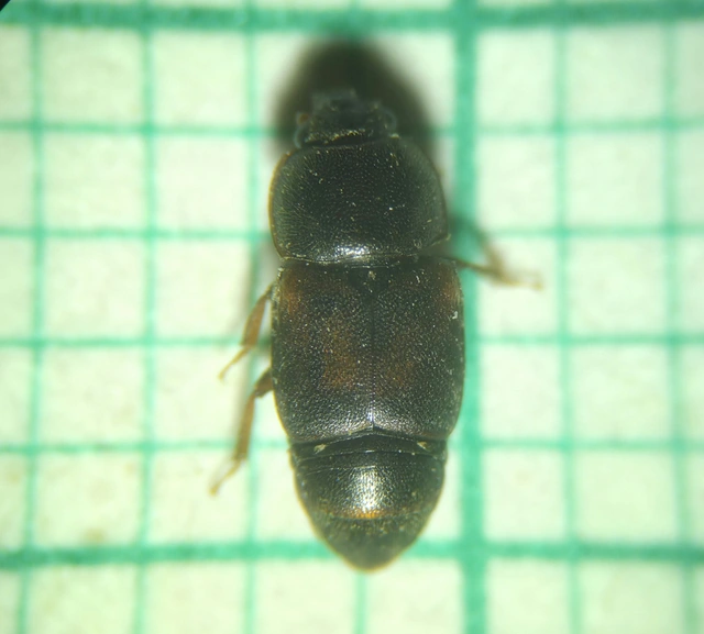 Nitidulidae - fénybogárfélék Nitidulidae - fénybogárfélék