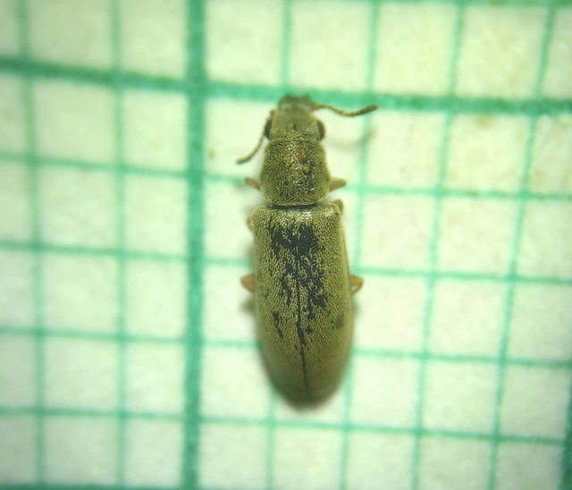 Danacea