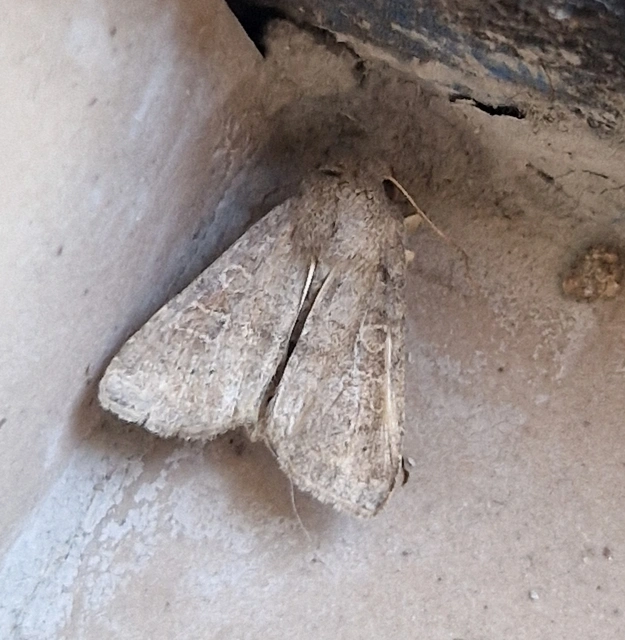Parastichtis suspecta - sötét erdeibagoly