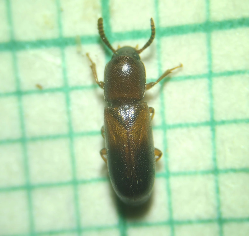 Corticeus bicoloroides - sávos kéregbújó
