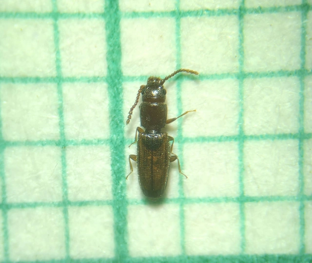 Laemophloeidae - szegélyeslapbogár-félék