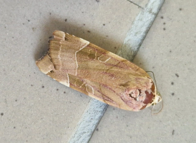 Noctua fimbriata - szélessávú sárgafűbagoly