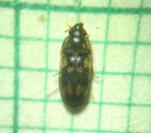 Litargus connexus - szalagos gombabogár