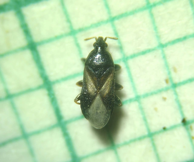 Anthocoridae - virágpoloskák Anthocoridae - virágpoloskák
