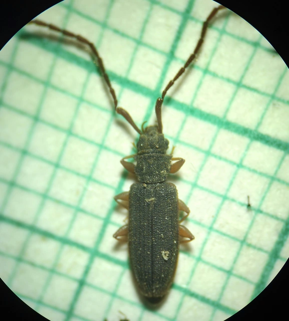 Uleiota planatus - hosszúcsápú fogasnyakú-lapbogár