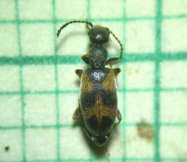 Anthicus antherinus - közönséges fürgebogár