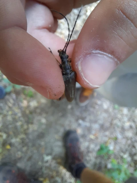 Stenocorus meridianus - fűz-gyökércincér