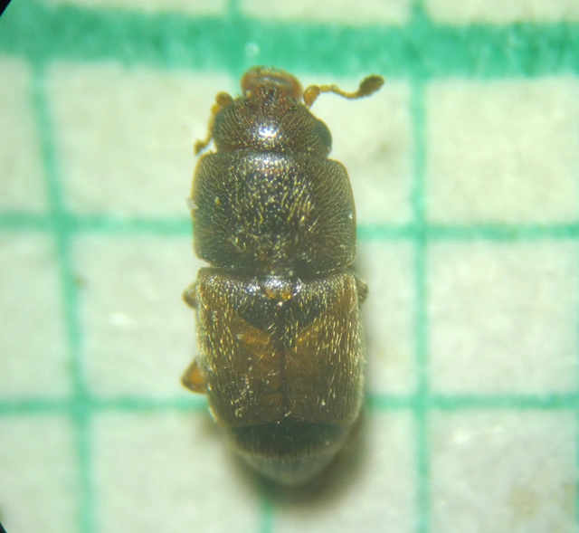 Nitidulidae - fénybogárfélék Nitidulidae - fénybogárfélék