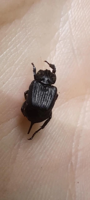 Valgus hemipterus - suta virágbogár