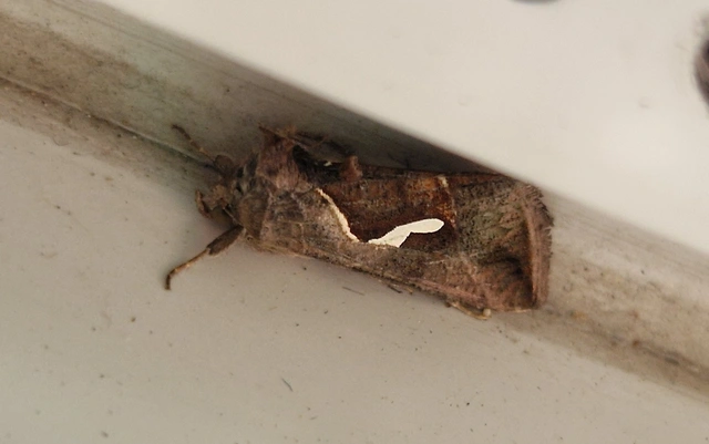 Macdunnoughia confusa - cseppfoltos ezüstbagoly