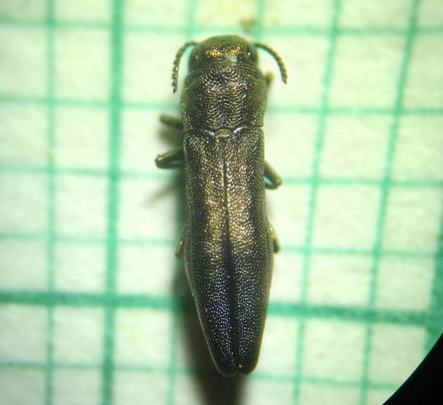 Agrilus