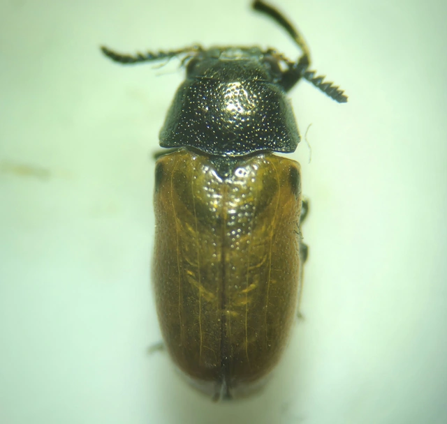 Labidostomis Labidostomis