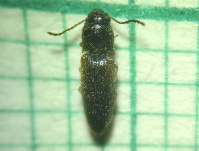 Adrastus rachifer - közönséges cserjepattanó