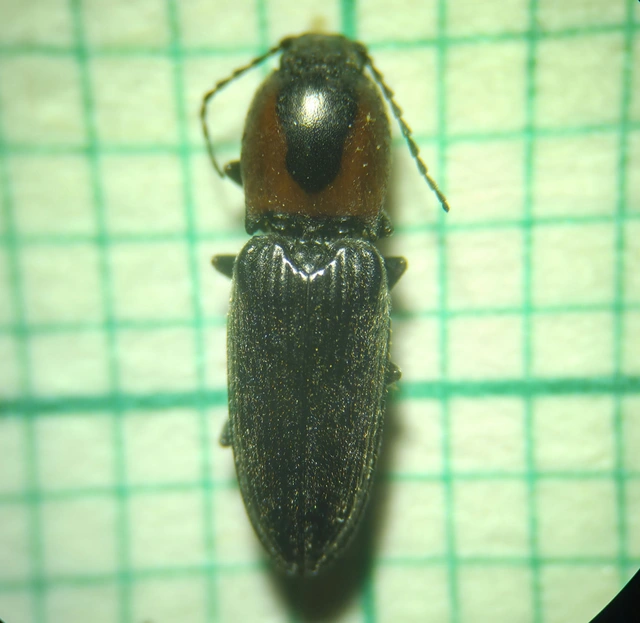 Cardiophorus discicollis - korongfoltos szívespattanó Cardiophorus discicollis - korongfoltos szívespattanó