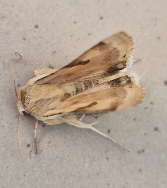 Heliothis peltigera - nagy veteménybagoly