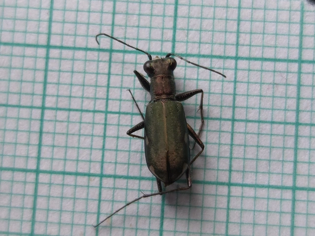 Cylindera germanica - parlagi homokfutrinka