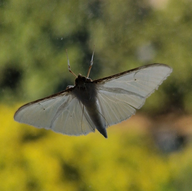 Palpita vitrealis - hófehér tűzmoly