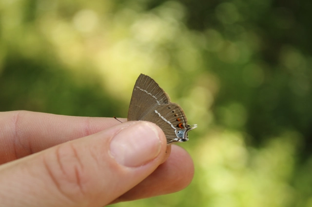 Satyrium spini - kökény-csücsköslepke