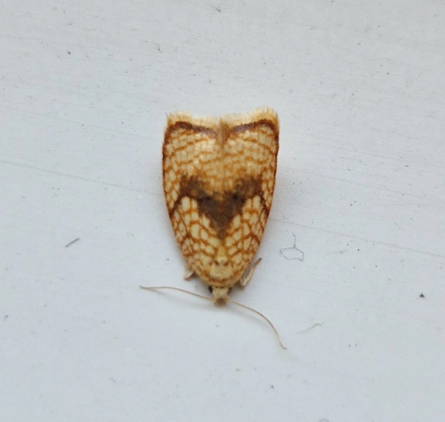 Acleris forsskaleana - juharos levélmoly