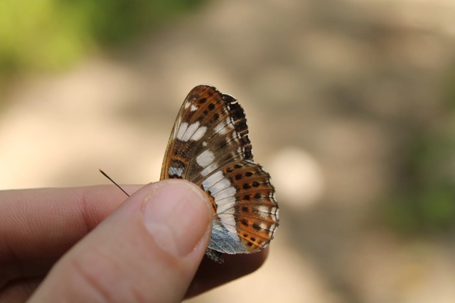Limenitis camilla - kis lonclepke