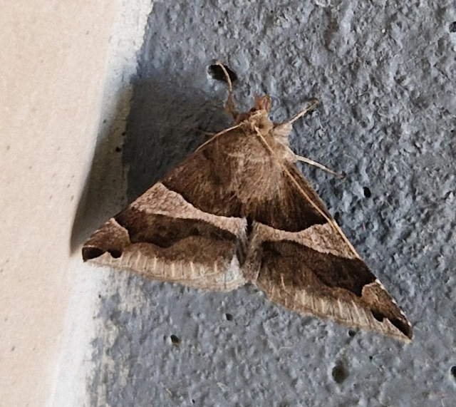 Dysgonia algira - déli porcelánbagoly