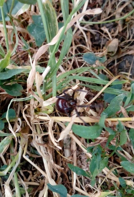 Steatoda grossa - nagy faggyúpók