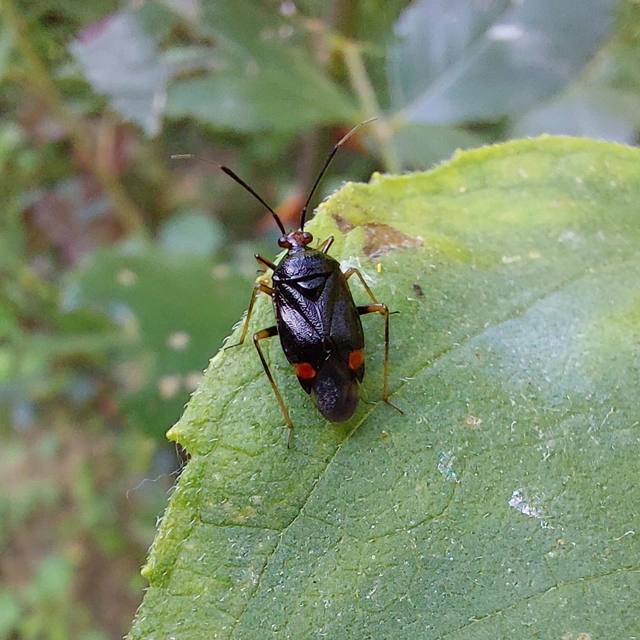 Deraeocoris ruber - vöröses mezeipoloska