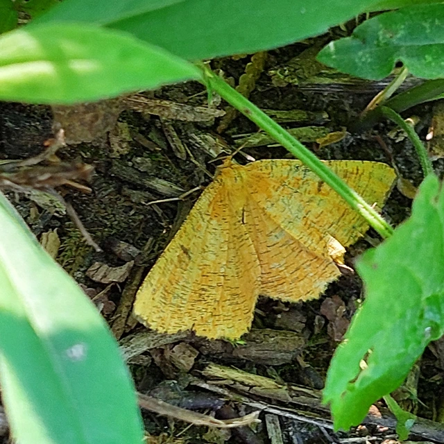 Angerona prunaria - sárga kökényaraszoló