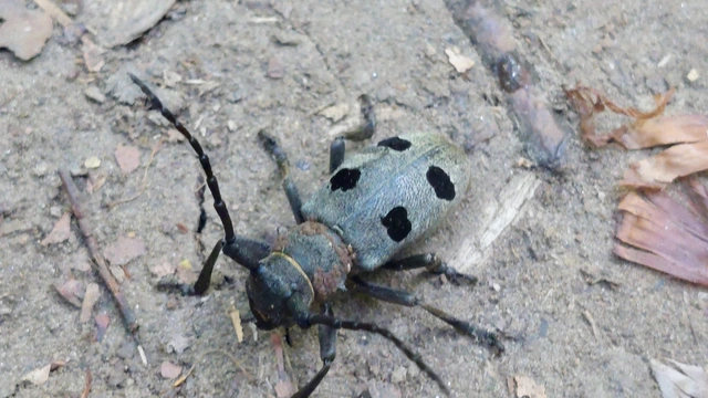 Morimus asper funereus - gyászcincér