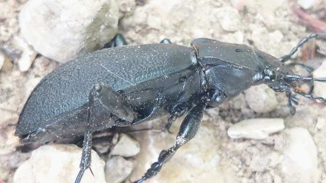 Carabus coriaceus - bőrfutrinka