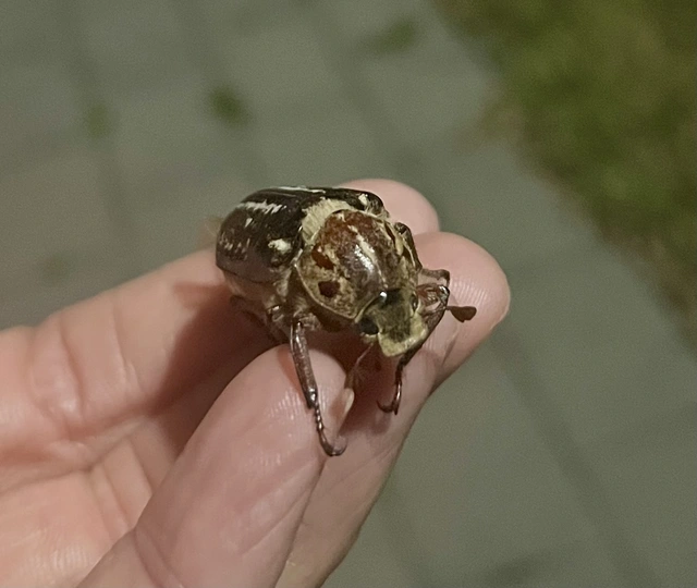 Anoxia orientalis - keleti cserebogár