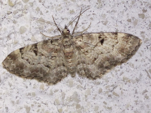Eupithecia abietaria - nagyfoltú törpearaszoló