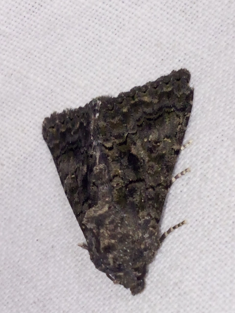 Anophia leucomelas - déli folyófűbagoly