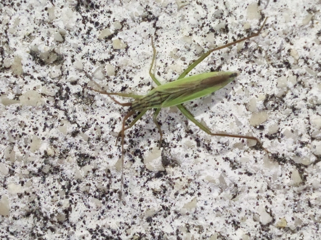 Notostira