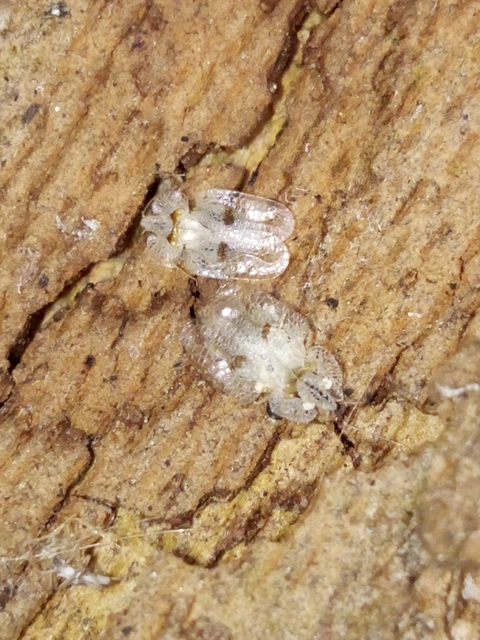 Corythucha ciliata - platán-csipkéspoloska