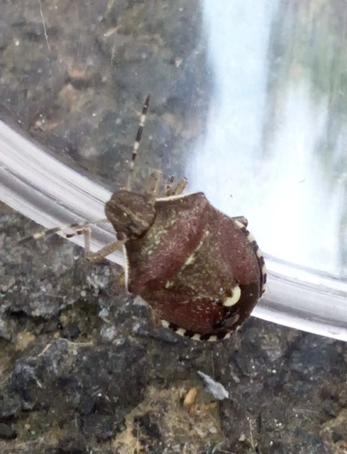 Holcostethus sphacelatus - holdas címerespoloska Holcostethus sphacelatus - holdas címerespoloska