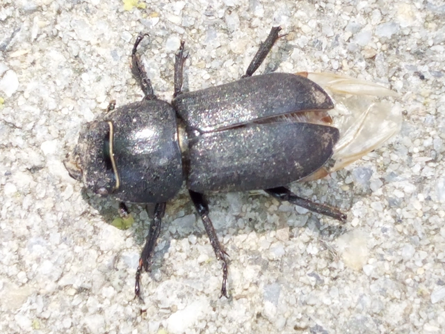 Dorcus parallelipipedus - kis szarvasbogár
