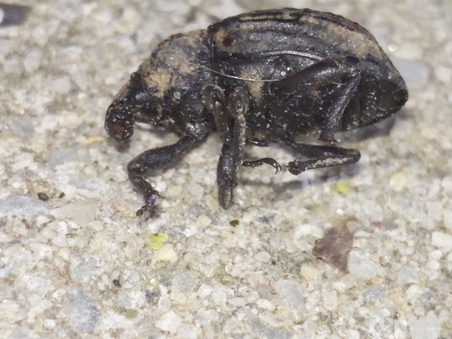 Minyops variolosus - nyugati bordásormányos