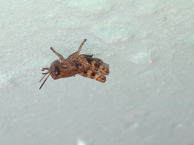 Calliptamus italicus - olaszsáska