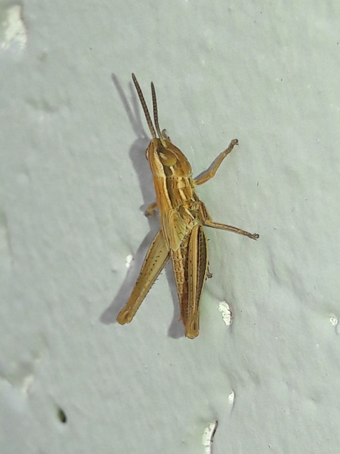 Euchorthippus