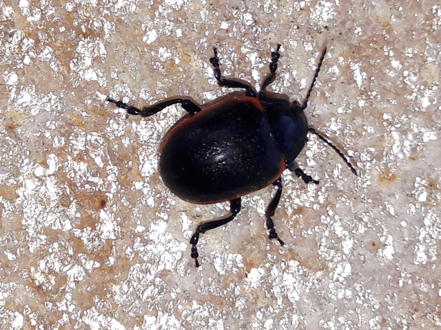 Chrysolina rossia - trapézhátú szegélyeslevelész