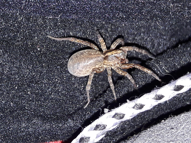 Trochosa