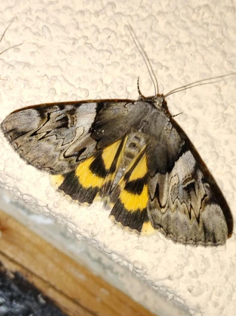 Catocala fulminea - galagonya-övesbagoly
