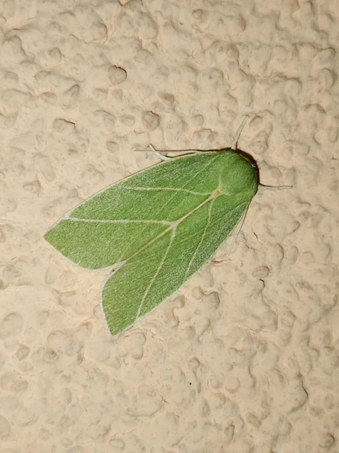 Bena bicolorana - tölgyfa-zöldbagoly