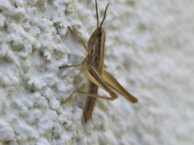 Euchorthippus declivus - rövidszárnyú rétisáska