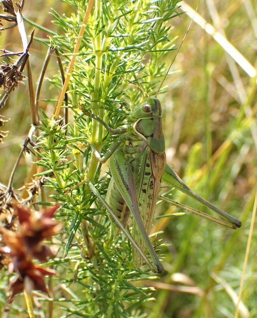 Gampsocleis glabra - tőrös szöcske