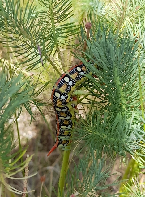 Hyles euphorbiae - kutyatejszender